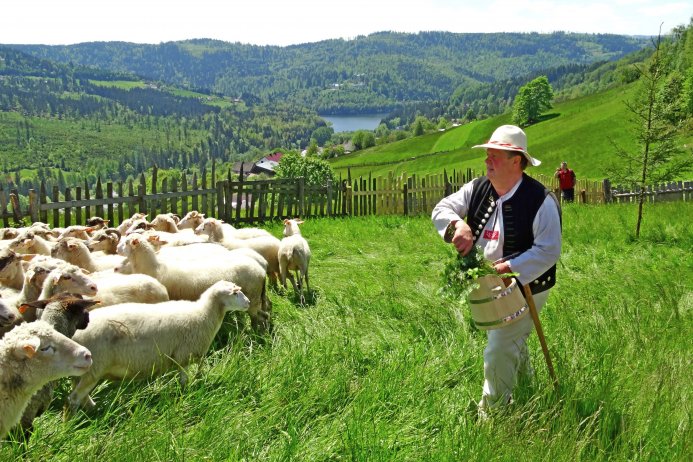 Baca Kukuczka święci owce/fot. P.Brągiel